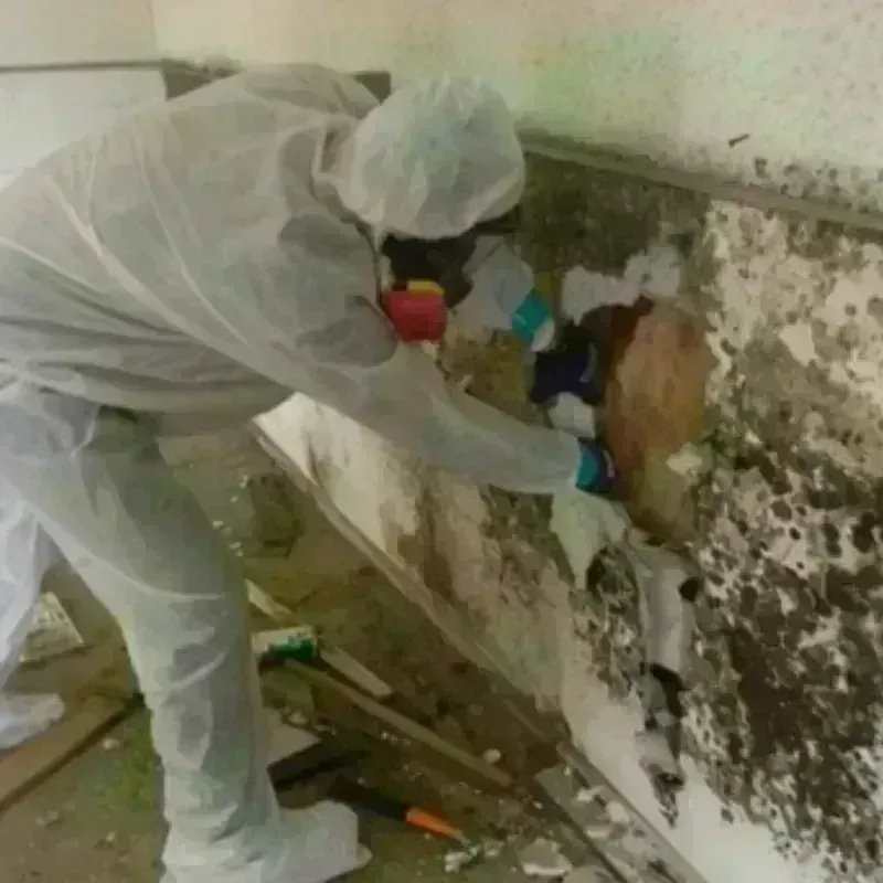 Mold Remediation and Removal in Parkersburg, IA